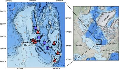 Functional Pattern of Benthic Epifauna in the Chukchi Borderland, Arctic Deep Sea